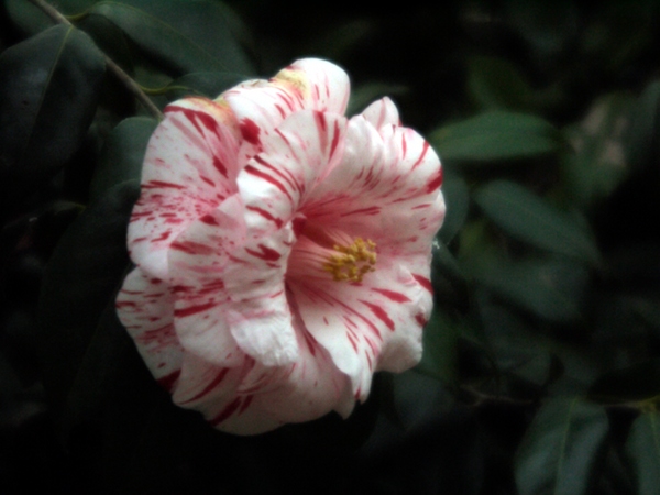 『2013・３月の長久保公園５』Zeiss Ikon Contessa LKE（1963年）Carl Zeiss Tesser 2.8/50　改造レンズ_e0296043_29542.jpg