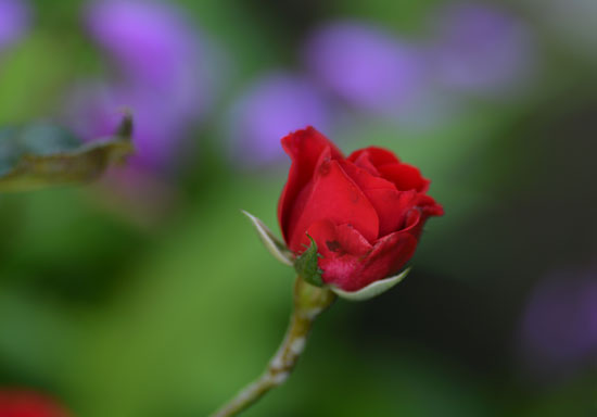 c0093046_636190.jpg