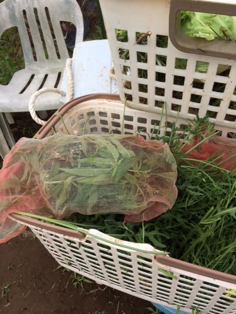 やっと 雨が小雨になりました_c0222448_10570447.jpg