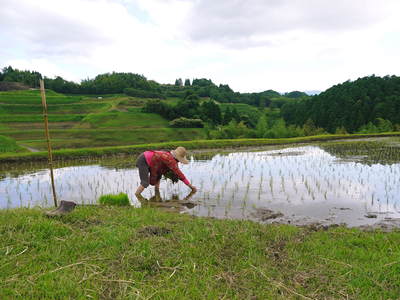 菊池水源棚田米　三日月形の田んぼを匠の田植え！その１_a0254656_18102719.jpg