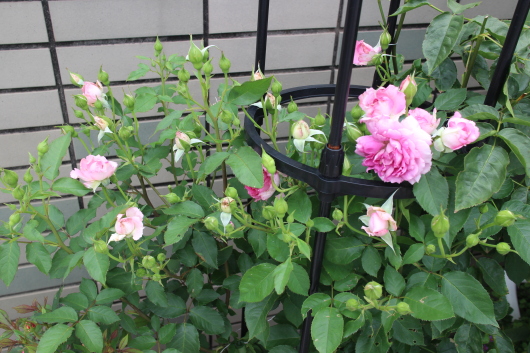 シェエラザード のつぼみの数 La Rose 薔薇の庭