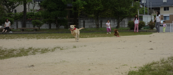 この公園は、楽なのだと・・思います。_d0238057_21503992.jpg