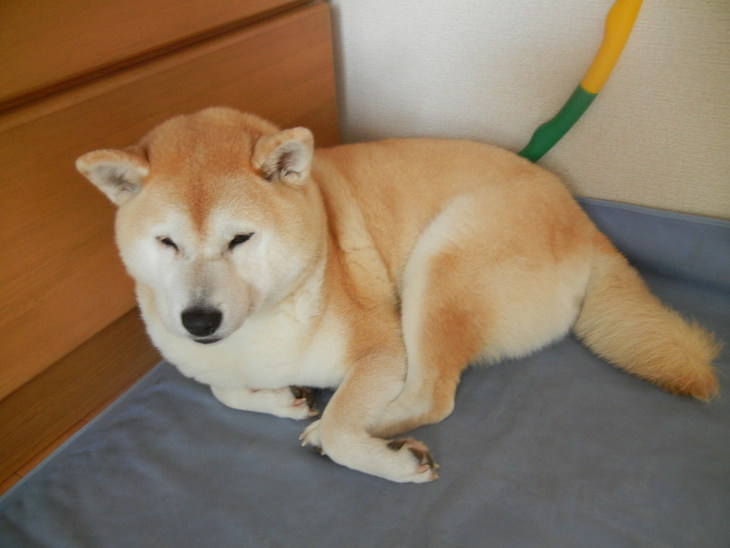 ’14,6,8(日)愛ちゃんが食欲がないなんて!_f0060461_9345290.jpg