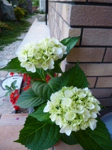 P-管理図_b0100062_8382247.jpg