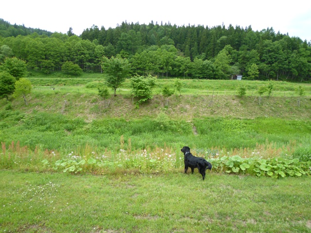 2012　モスミン　白馬へＧＯ！　サンサンパーク！_c0134862_9563151.jpg