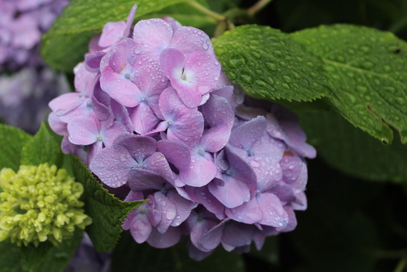 梅雨の華_f0298864_1123581.jpg