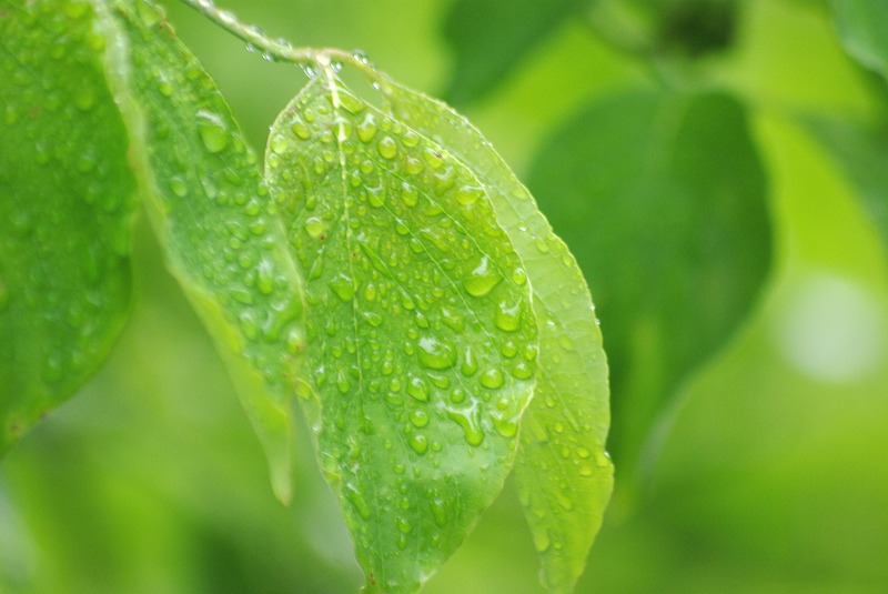 梅雨　はっぱ　しずく　緑　睡蓮　バラ　八千代市　千葉_e0117266_13352344.jpg