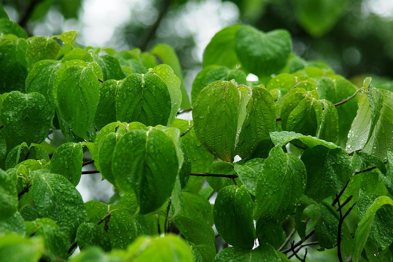 梅雨　はっぱ　しずく　緑　睡蓮　バラ　八千代市　千葉_e0117266_13372552.jpg