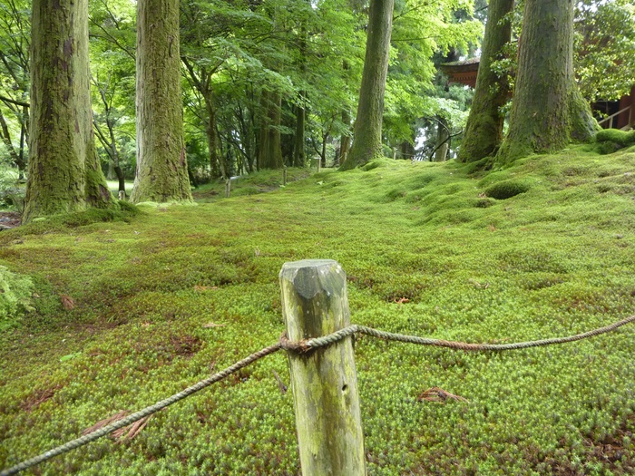新緑の比叡山_f0205367_185611.jpg