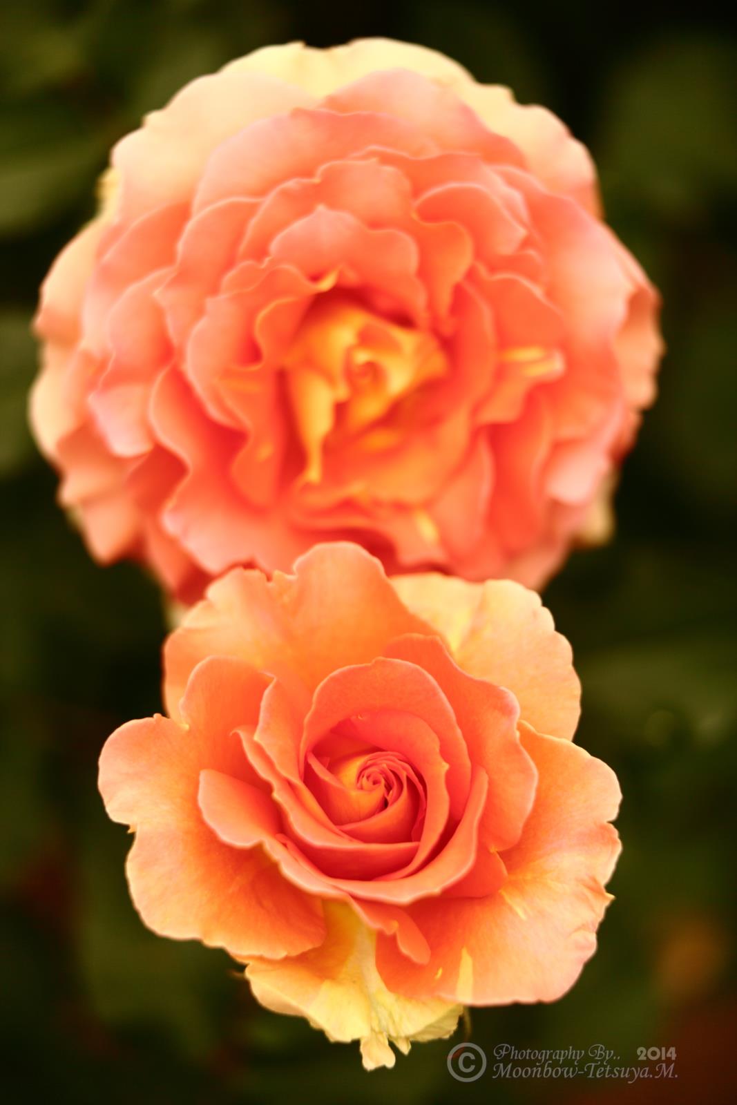 薔薇2014　Orange_e0197769_20364864.jpg