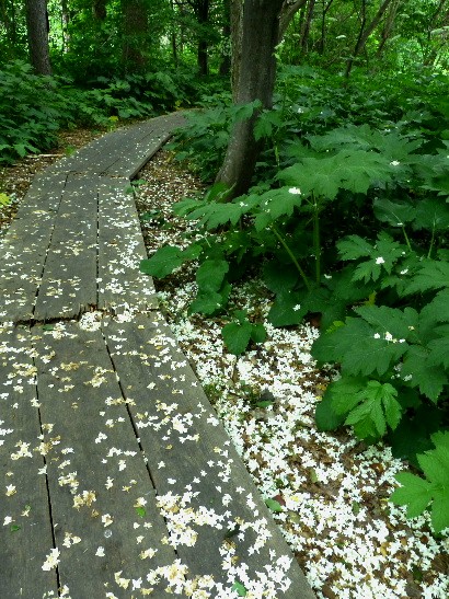 雨の日の北大キャンパス・緑池の小道_d0084473_2117952.jpg