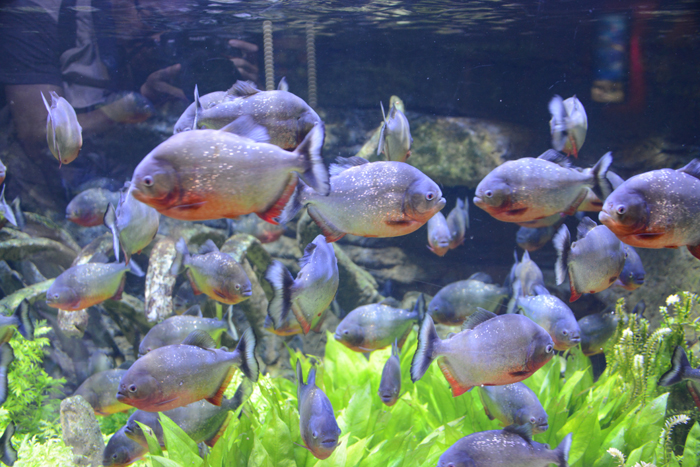 ドバイ水族館写真_e0171573_1510356.jpg