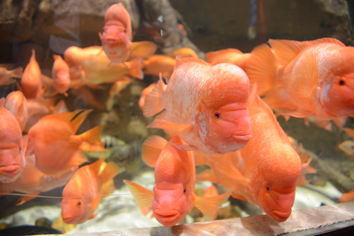 ドバイ水族館写真_e0171573_1591356.jpg