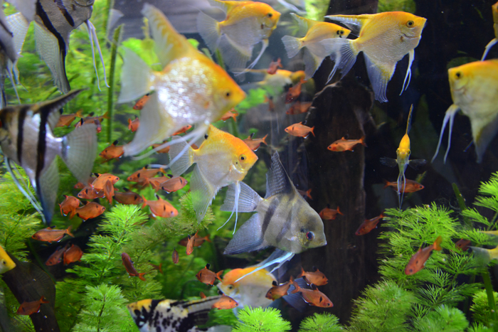ドバイ水族館写真_e0171573_1592312.jpg