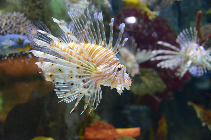 ドバイ水族館写真_e0171573_1592840.jpg