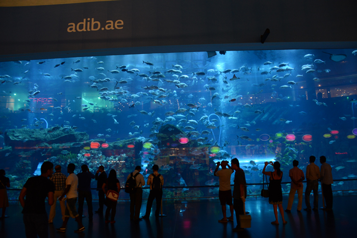 ドバイ水族館写真_e0171573_159333.jpg