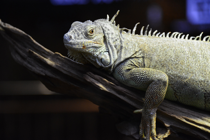 ドバイ水族館写真_e0171573_15940100.jpg