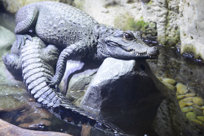 ドバイ水族館写真_e0171573_1595067.jpg