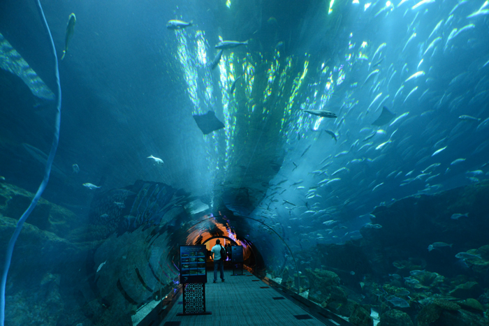 ドバイ水族館写真_e0171573_159872.jpg