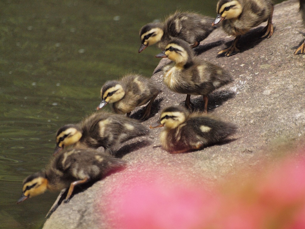 カルガモの親子 自然風の自然風だより カルガモの親子 自然風の自然風だより
