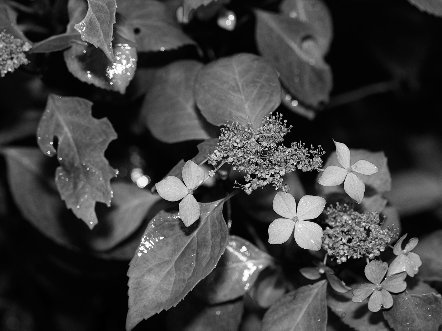 f0121181_1522134.jpg