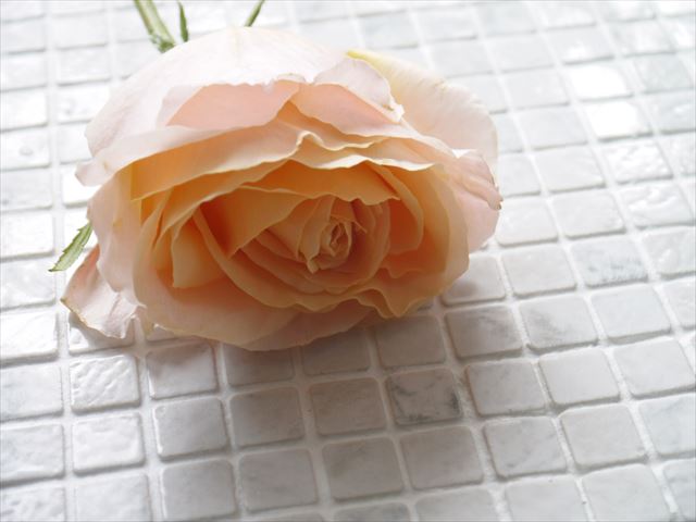 f0167281_23514639.jpg