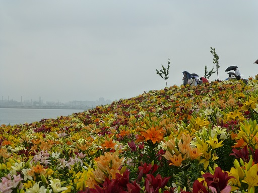 舞洲　ゆり園_d0158886_9304643.jpg