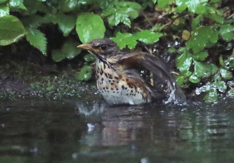 今日の鳥　　２０１４年６月８日（日曜日）_e0197786_21115619.jpg