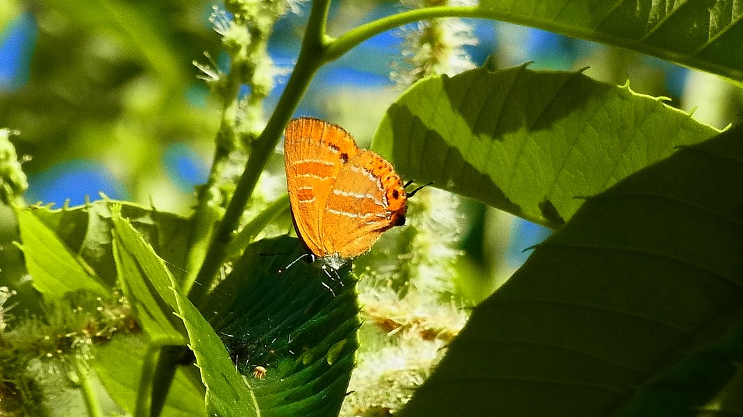 a0152692_1741019.jpg