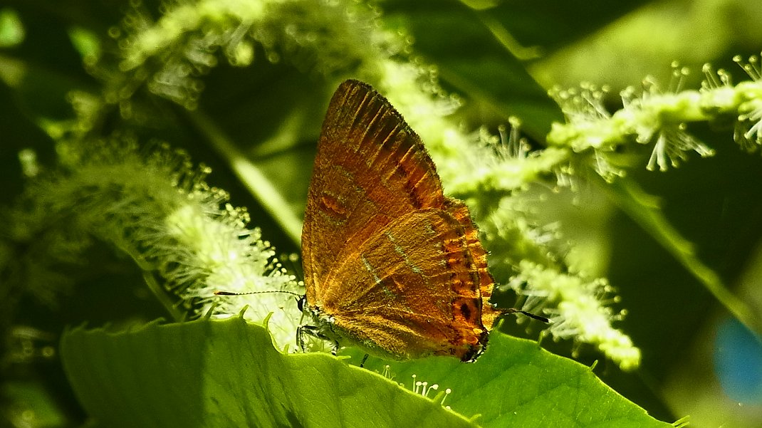 a0152692_17415378.jpg