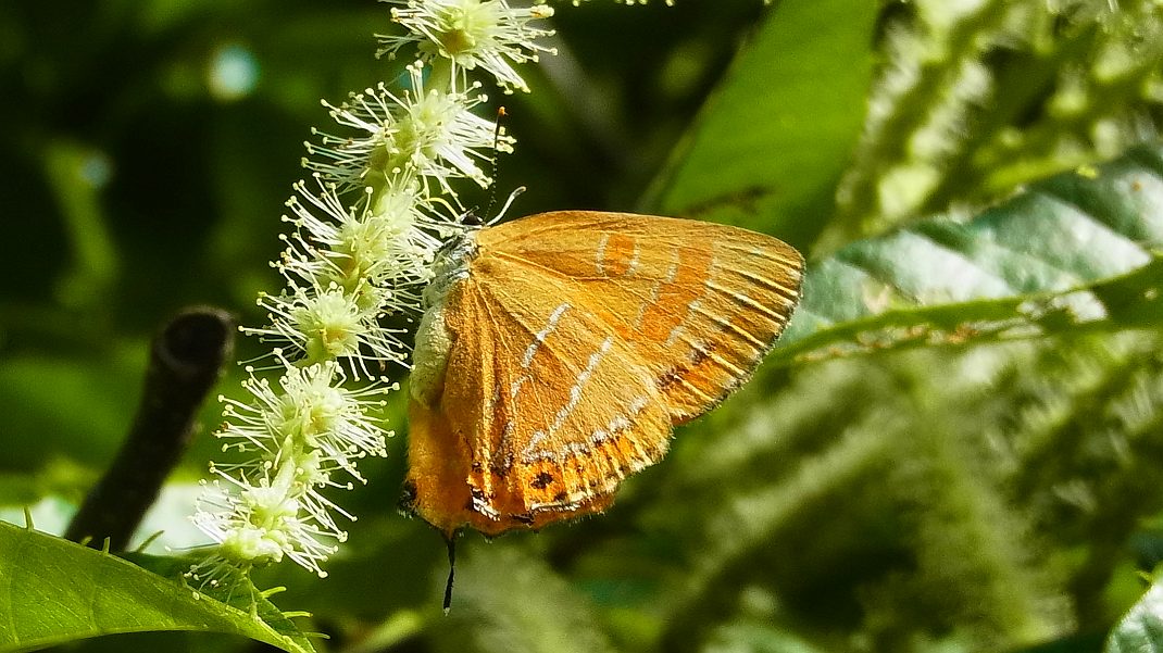 a0152692_17421737.jpg