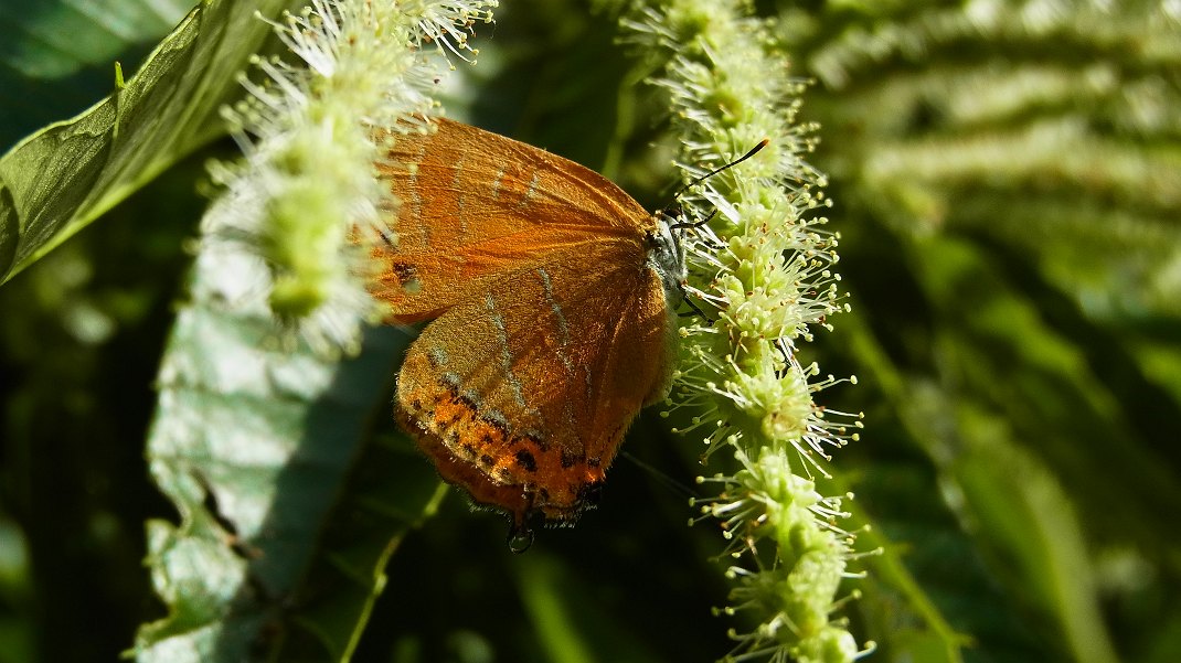a0152692_20502710.jpg
