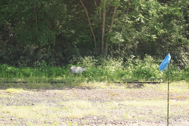 昔を語る新緑の山寺歴史的文化遺産の山寺を訪ねる旅、芭蕉ゆかりの地山形県「山寺」_d0181492_11291411.jpg