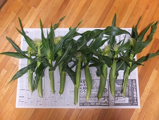家庭菜園をしているから得られる物_b0213795_16391399.jpg