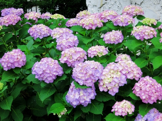 梅雨の雨と紫陽花_b0083801_16211907.jpg