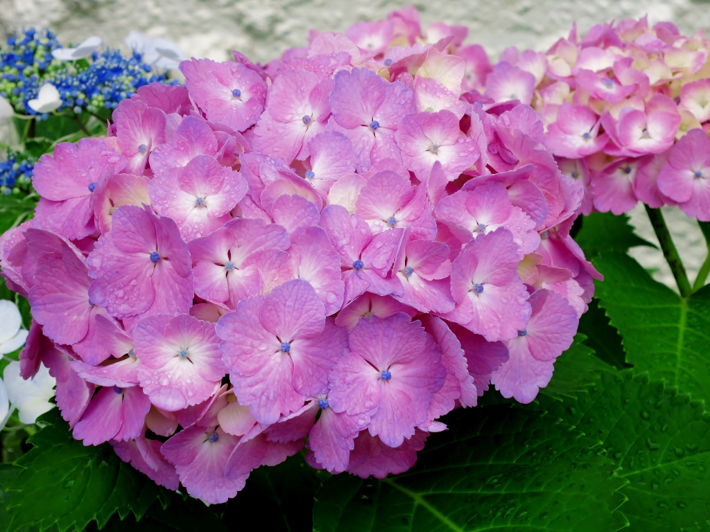 梅雨の雨と紫陽花_b0083801_16220826.jpg