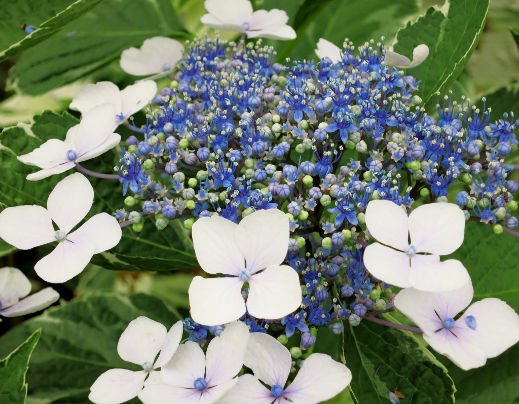 梅雨の雨と紫陽花_b0083801_16361555.jpg