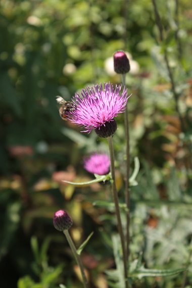 d0001008_19565598.jpg