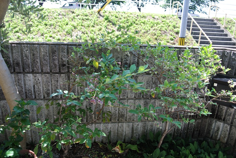 f0179209_9471729.jpg