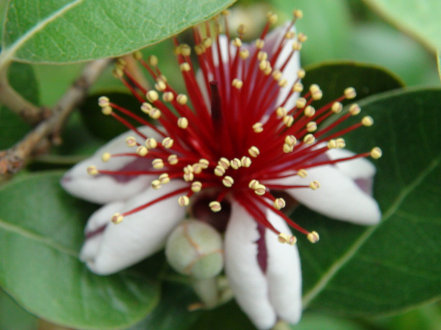 フェイジョアの花と果実…2014・6・9_f0231709_14423285.jpg