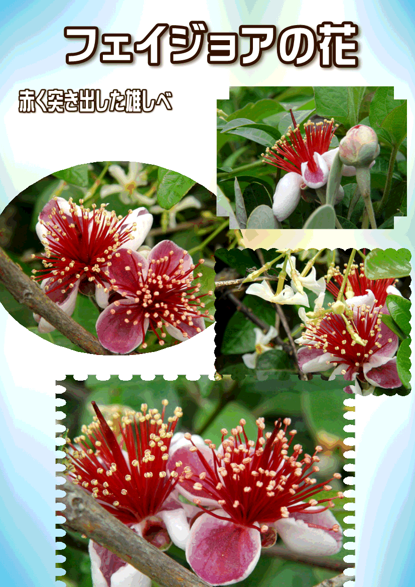 フェイジョアの花と果実 14 6 9 徳ちゃん便り