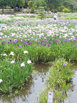 しょうぶ_a0277812_19462427.jpg