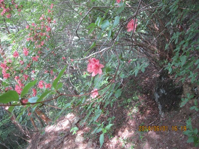 f0193521_9574639.jpg