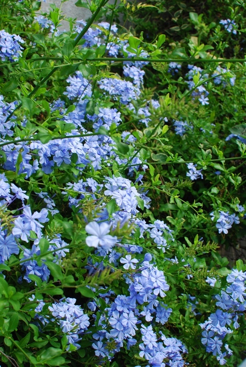 f0340921_19363962.jpg