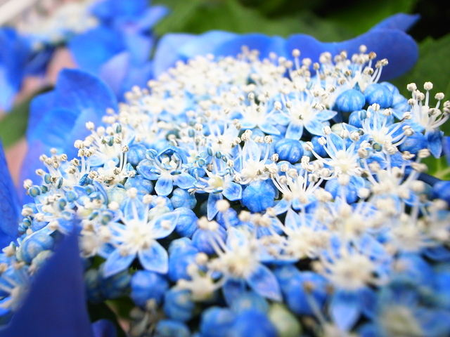 弁護士会館は大阪の紫陽花の名所かも!(わたしのお気に入り)_f0209122_18484153.jpg