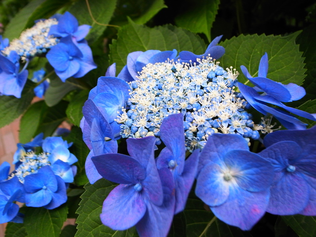 弁護士会館は大阪の紫陽花の名所かも!(わたしのお気に入り)_f0209122_18512326.jpg