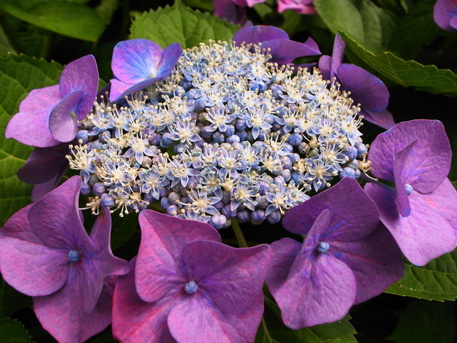 弁護士会館は大阪の紫陽花の名所かも!(わたしのお気に入り)_f0209122_18522014.jpg