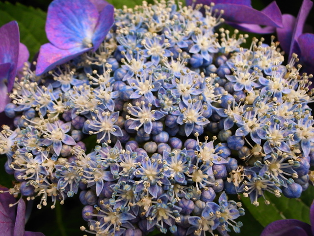 弁護士会館は大阪の紫陽花の名所かも!(わたしのお気に入り)_f0209122_18525519.jpg