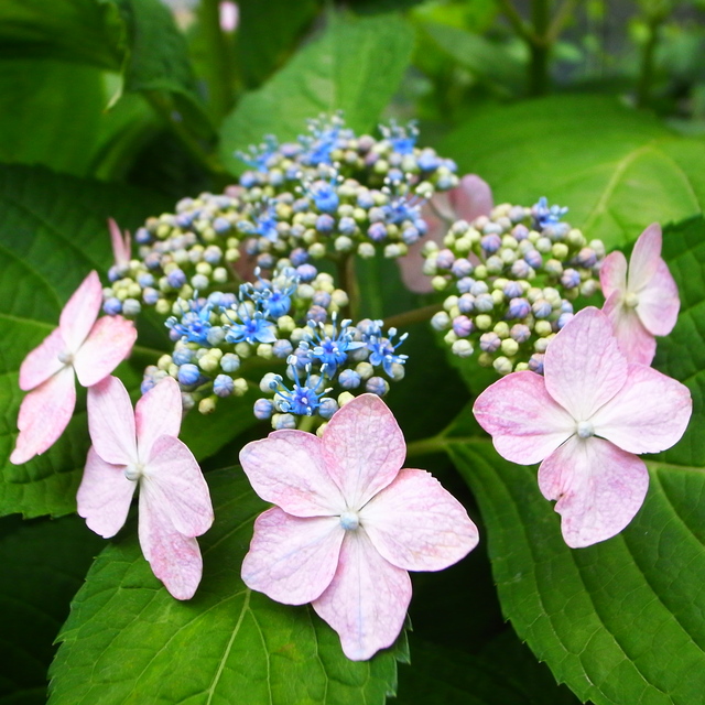 弁護士会館は大阪の紫陽花の名所かも!(わたしのお気に入り)_f0209122_18533426.jpg