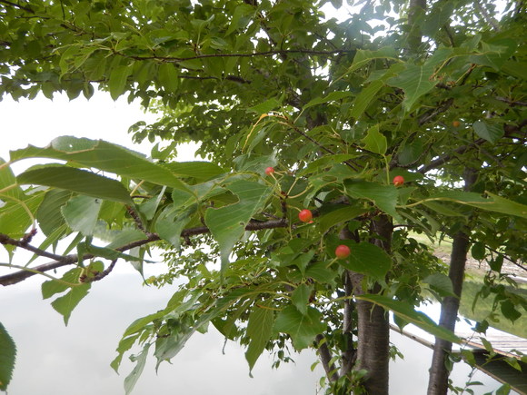 d0331729_9361170.jpg